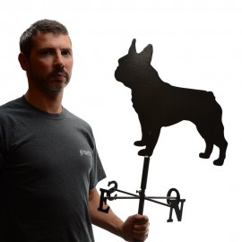 Girouette - Bouledogue Français proportion