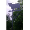 Girouette - Photo Vache Salers + Mat1