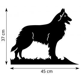 Berger Belge Groenendael - Dimensions