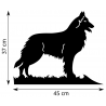 Berger Belge Groenendael - Dimensions